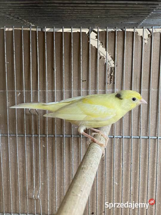 Kanarek samiec Damasławek