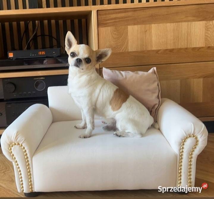 Legowisko sofa kanapa psa chihuahua pomeranian mazowieckie Warszawa