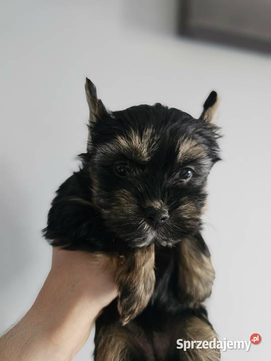 Suczka Yorkshire Terrier Black Tan Częstochowa