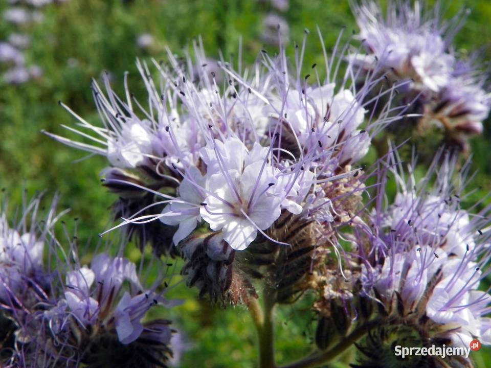 Facelia błękitna nasiona 8 zbiór 2024 Szczyty