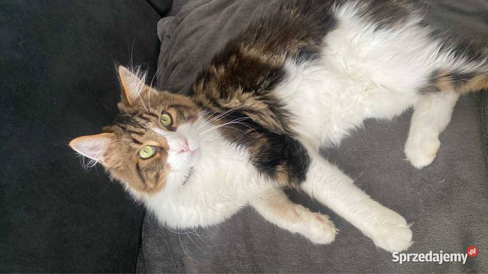 Maine Coon reproduktor