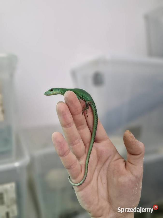 Gastropholis Prasina dolnośląskie Oława