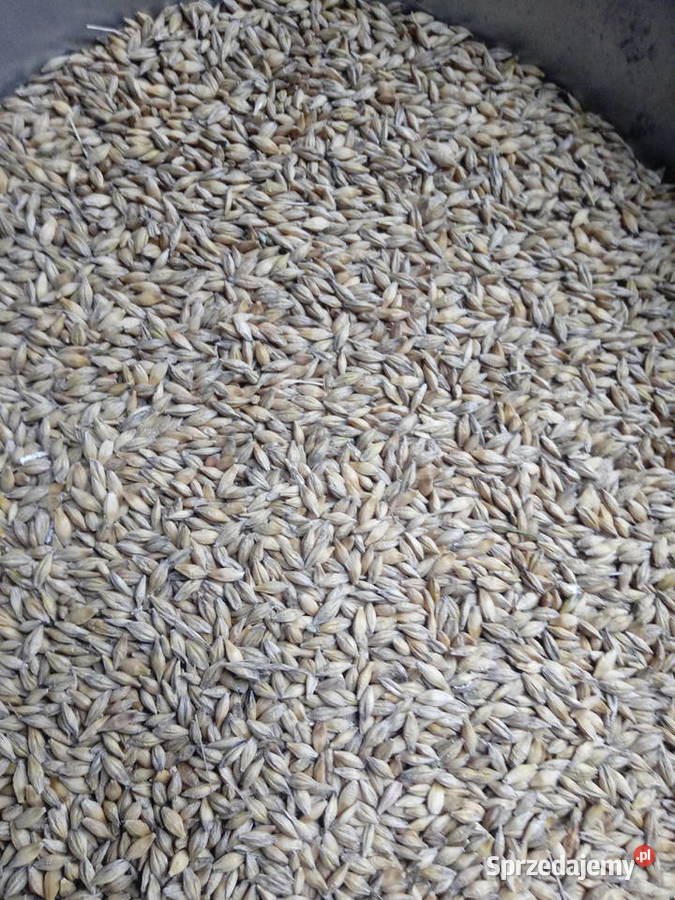 Jęczmień jary Krasnystaw