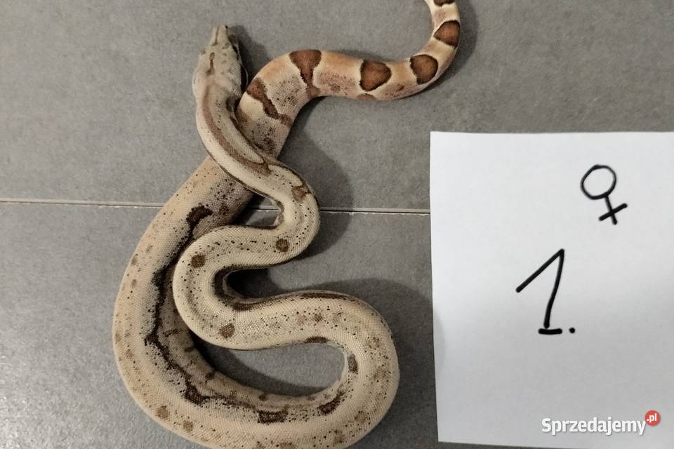 Boa cesarskie samice hypo cb26 Gady i płazy Połomia sprzedam