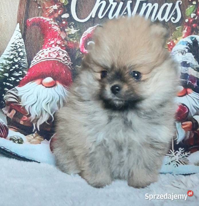 Szpic miniaturowy pomeranian Pabianice sprzedam
