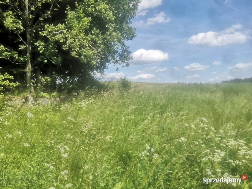 Sprzedam działkę rolną o pow 428ha rolna Piłaki Wielkie