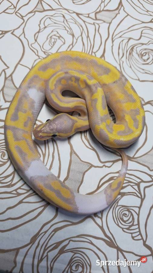 Wąż pyton królewski python regius samica Wrocław sprzedam