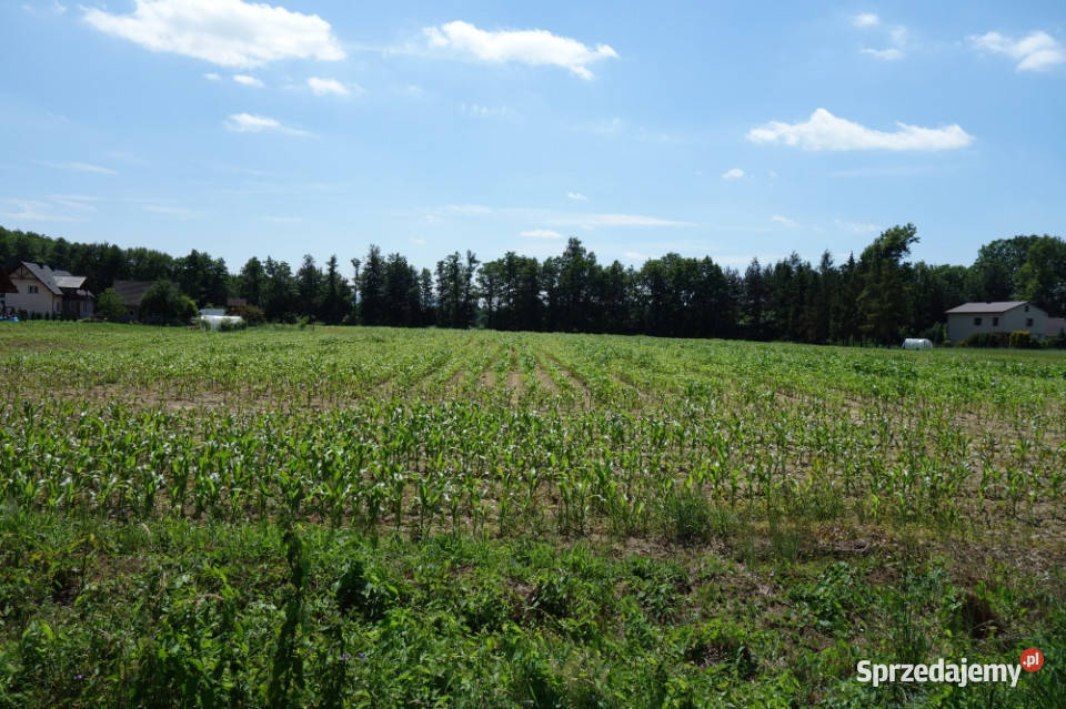 Skoczów Ochaby 157ha z częścią budowlaną 55ar i