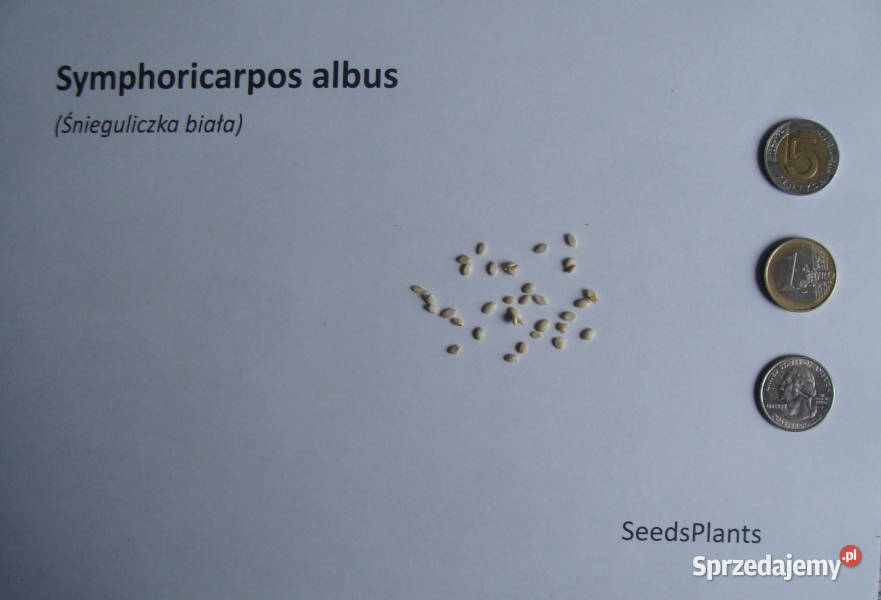 ŚNIEGULICZKA BIAŁA Symphoricarpos albus NASIONA Lubanie