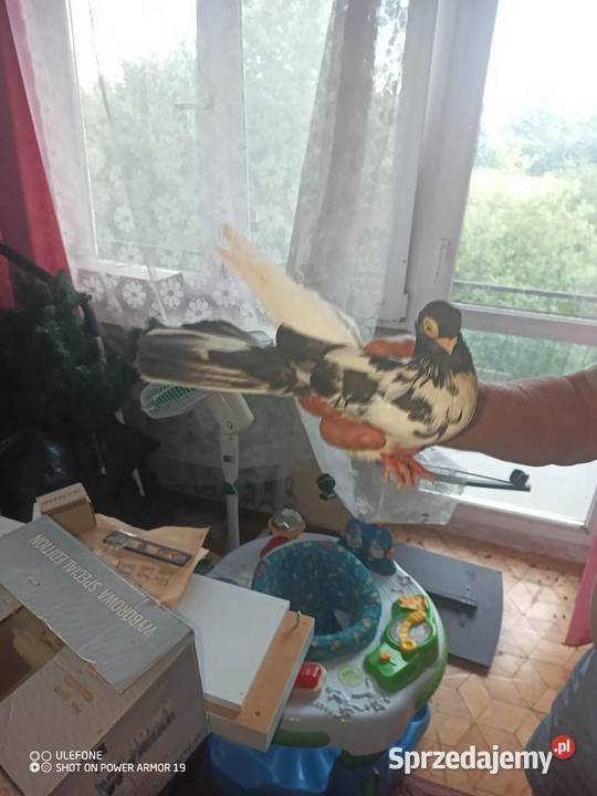 Gołębie zamojskie lubelskie Płoskie sprzedam