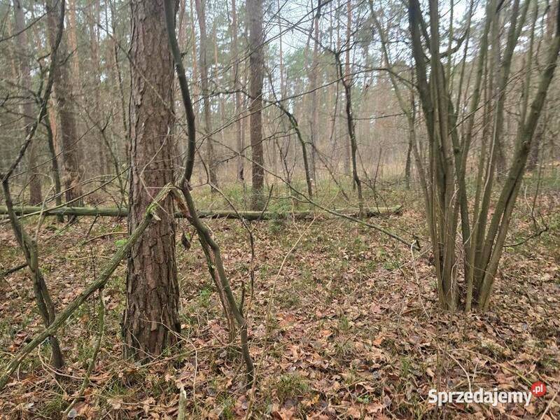 Sprzedaż nieruchomości leśnej Przywózki gm Sprzedaż sprzedam