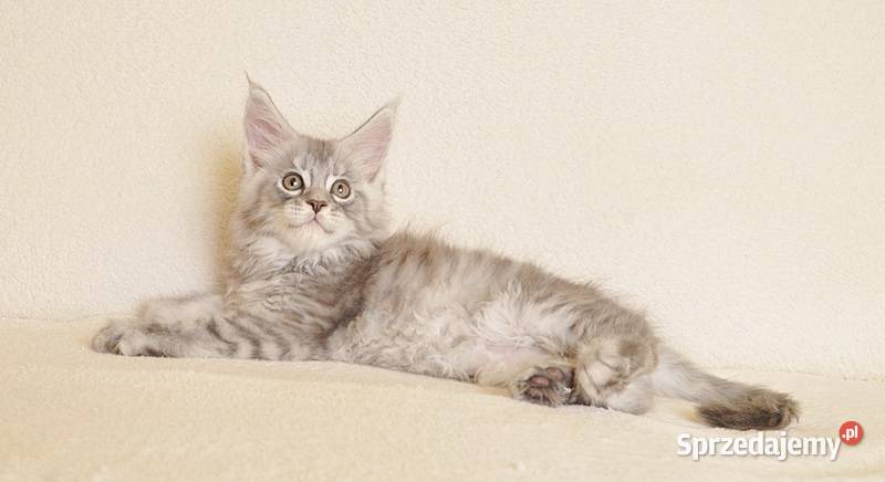 Przepiękny kocurek Maine Coon z rodowodem PZFWCF Białystok