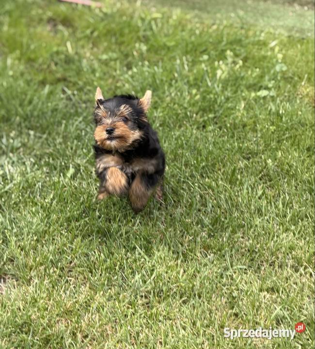 Yorkshire terrier piesek Gorzów Wielkopolski sprzedam
