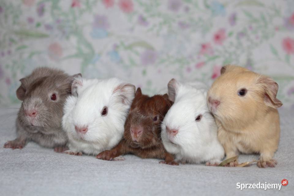 Świnka morskaświnki morskie cavia domowa wielkopolskie Puszczykowo