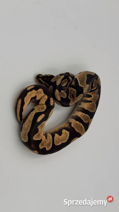 Super High Intensity Orange Dream YellowBelly