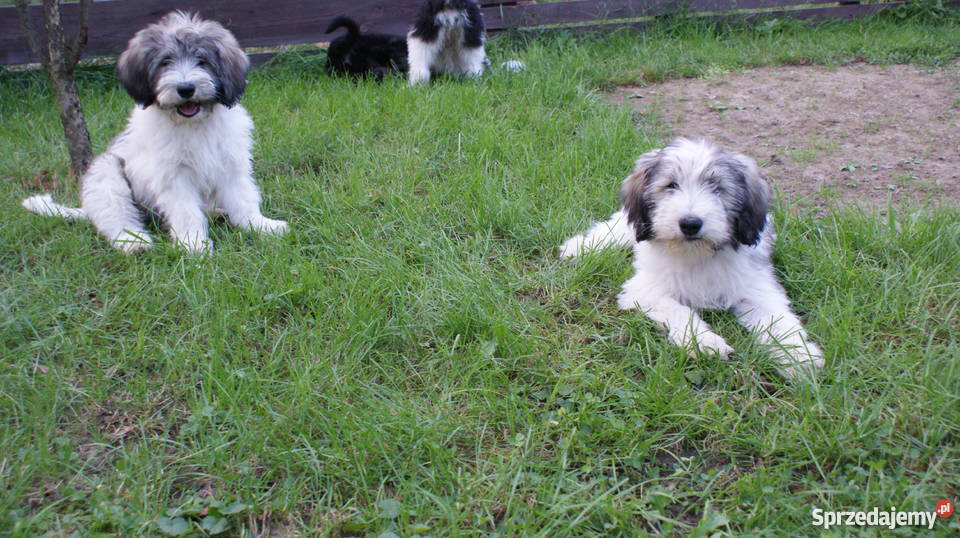 polski owczarek nizinny Psy podkarpackie Jarosław
