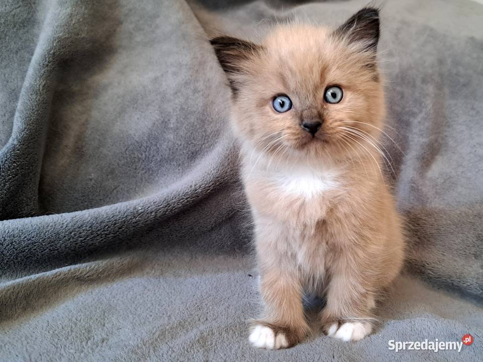 Ragdoll mink Cherubim małopolskie Kraków