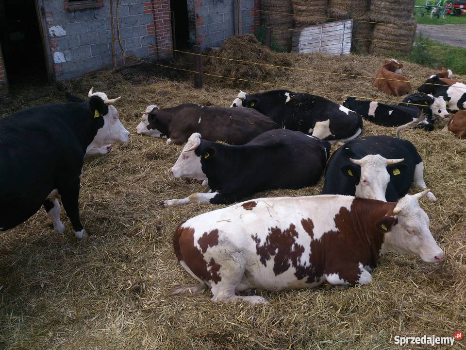 Jałówki cielne simentalhf Dub