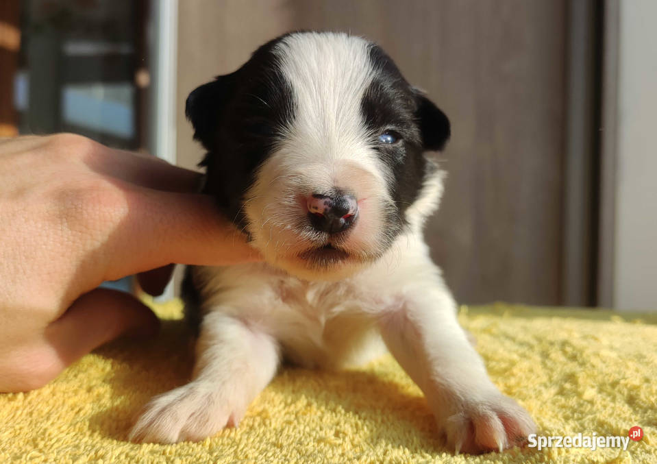 Szczeniak BORDER COLLIE z prof Hodowli Pies z Pozostałe małopolskie Kraków