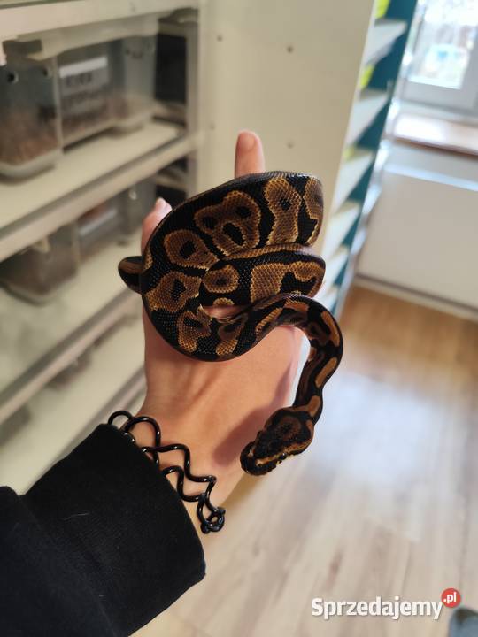 Młode pytony królewskie Pruszków sprzedam
