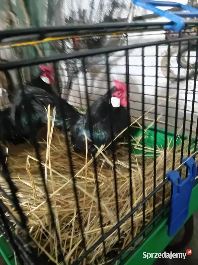 bantamki małopolskie Wawrzeńczyce