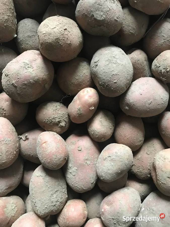 Ziemniaki Bellarosa Rośliny okopowe Niechobrz