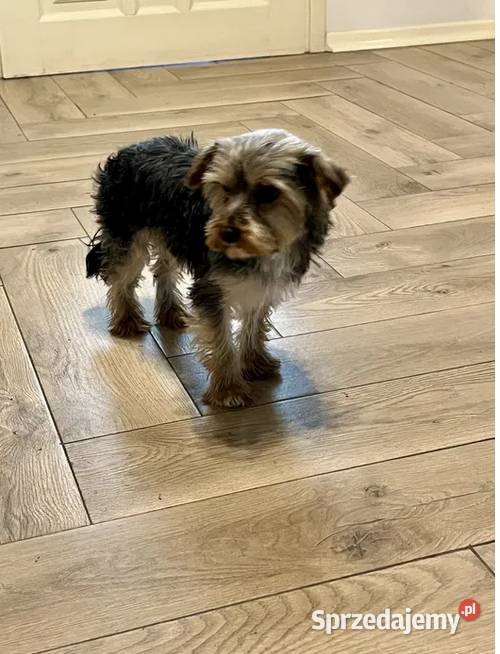 yorkshire terrier pies świętokrzyskie Skalbmierz
