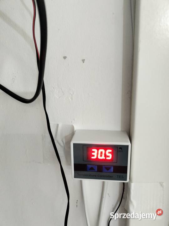 Terrarium wąż Pyton królewski regius Połomia