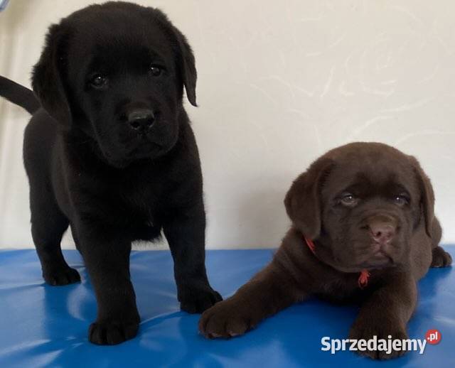 Labrador Retriever czekoladowy FCI ZkwP Galewice