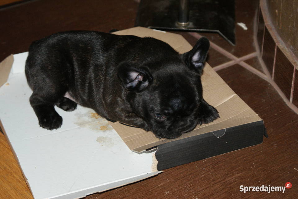 Buldożek francuski 8tyg czarny grubasek sprzedam