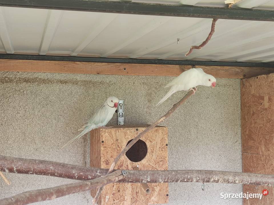 Sprzedam parę aleksandretty obrożnej Ptaki Widawa