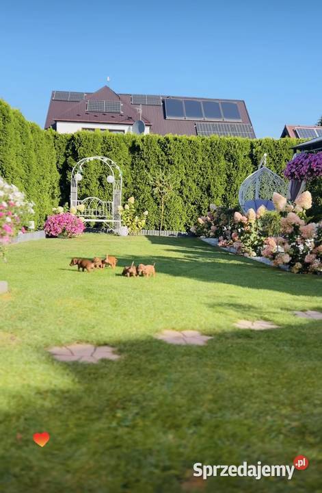 Piękne Jamniczki miniaturki rude