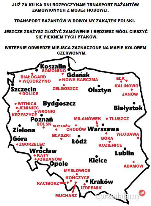 Sprzedam Bażanty Diamentowe Bażant z 2026r