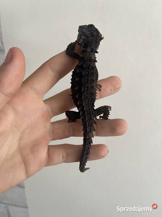 Scynk Krokodylowy Parka Gady i płazy śląskie Rybnik sprzedam