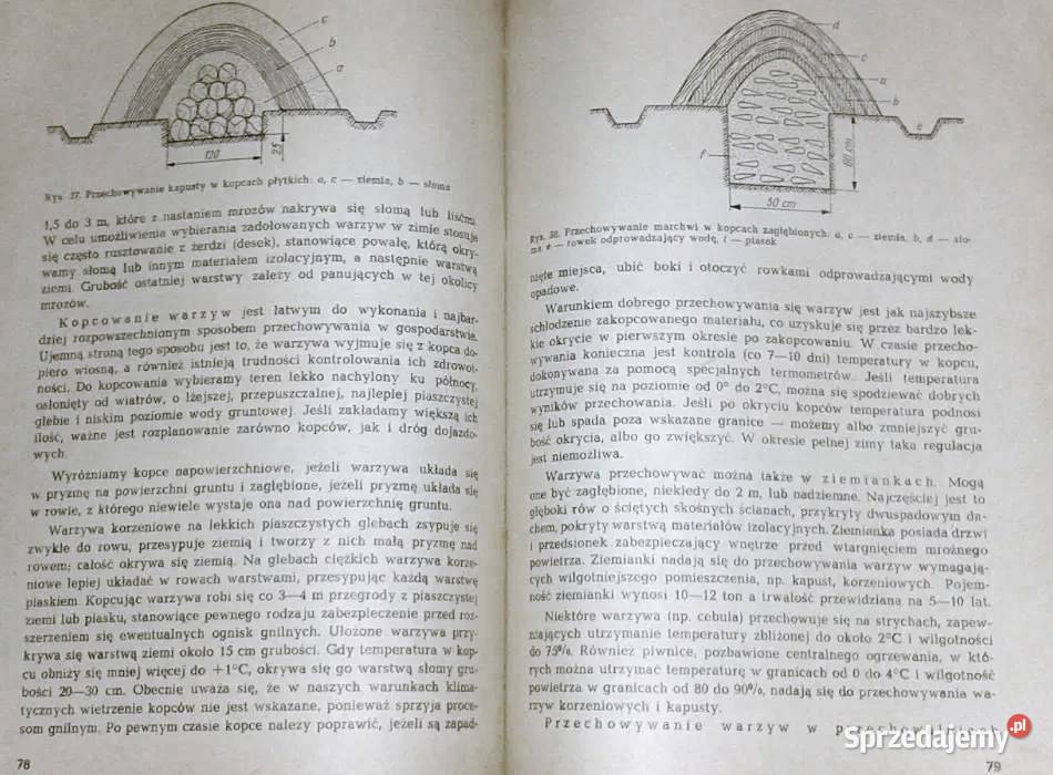 Warzywnictwo M Lityński H Nieć Pozostałe Chełm
