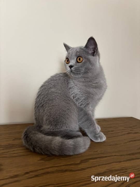 Kocięta brytyjskie z rodowodem FPL Felis Polonia Kraków