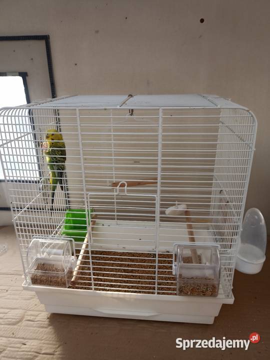 Oddam papugę falistą klatka wyposażeniem wiadro Pruszków