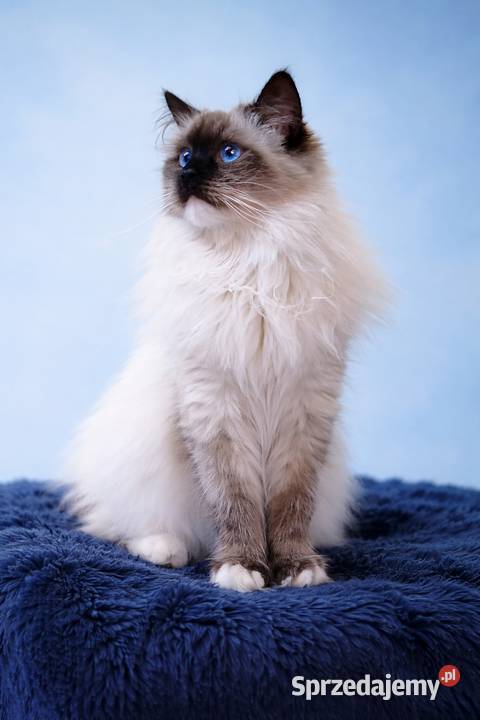 Asha kotka syberyjska neva masquerade łódzkie Wola Szydłowiecka