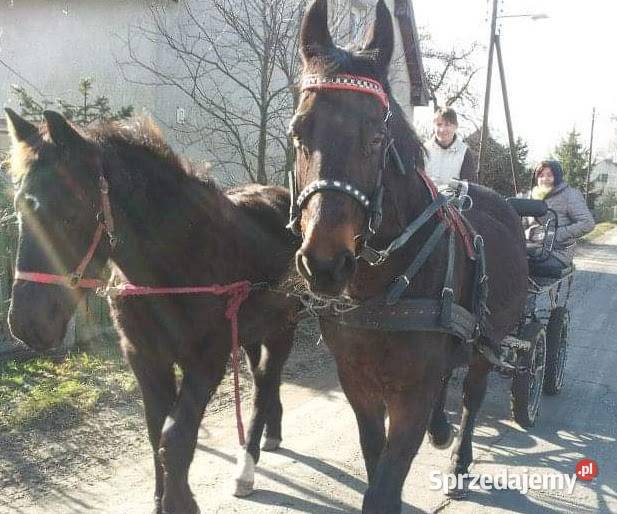 Klacz śląska Namysłów