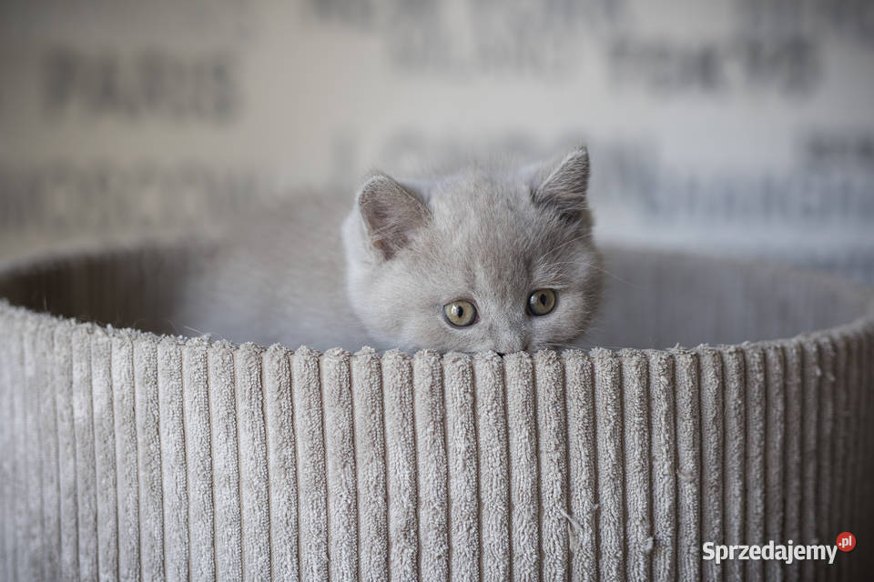 Brytyjski Kocur Krótkowłosy Liliowy Tęczowy Agat Kaźmierz