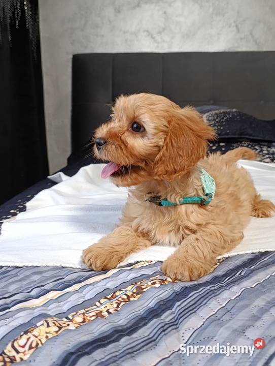 Suczka Cavapoo sprzedam