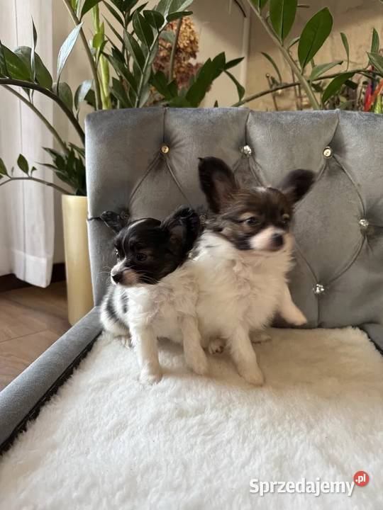 Papillon szczeniak piesek Spaniel kontynentalny Szpic miniaturowy śląskie
