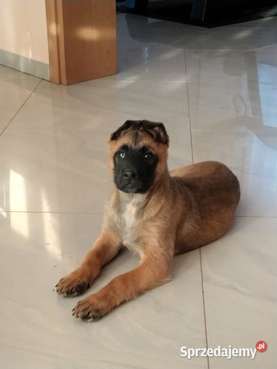 Owczarek belgijski Malinois Owczarek Borki