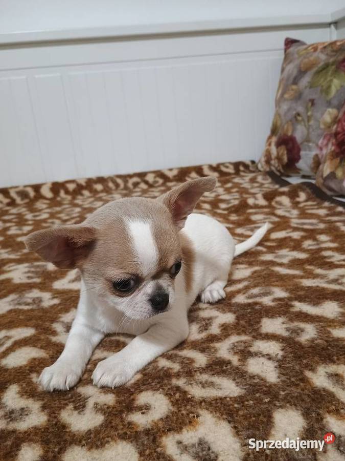 Chihuahua malutki przytulasek chip rodowód Kleszczów