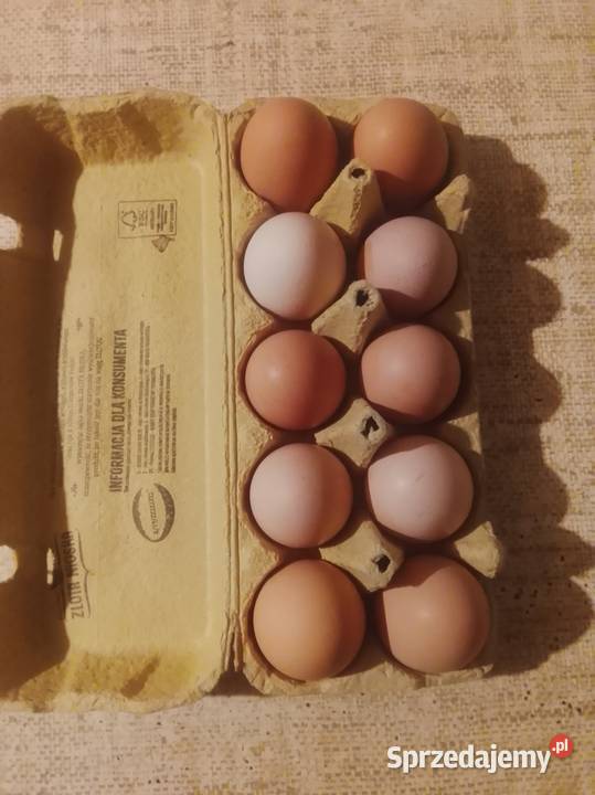 Sprzedam jajka 120 Toszek