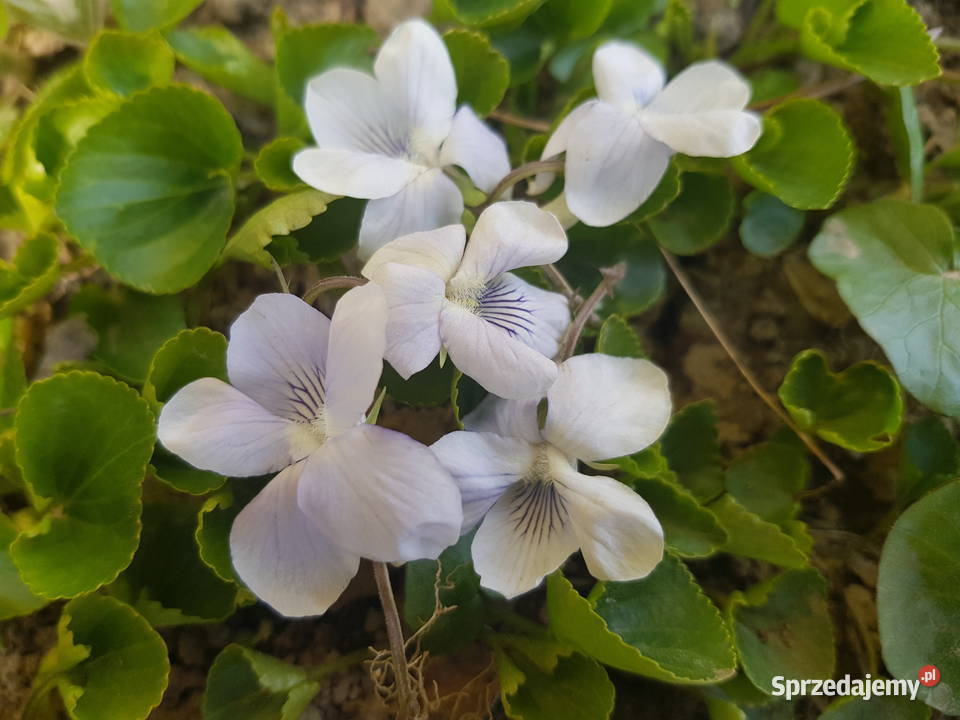 Fiołek Motylkowy Biały Alba Lublin