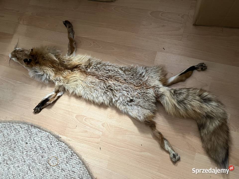 Prawdziwa skóra z lisa garbowana Pozostałe