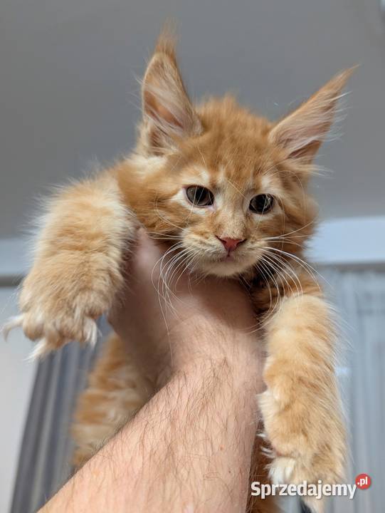 Maine Coon kocur do hodowli Championach