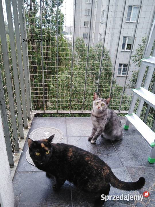 Siatka Ochronną Na Balkon Montaż Przeciw Ptakom Warszawa