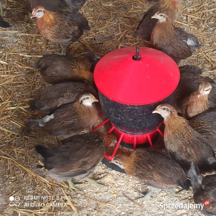 Zielononóżki kurki 8tygodniowe Ptaki zachodniopomorskie Białogard